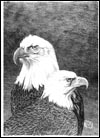eagle note cards